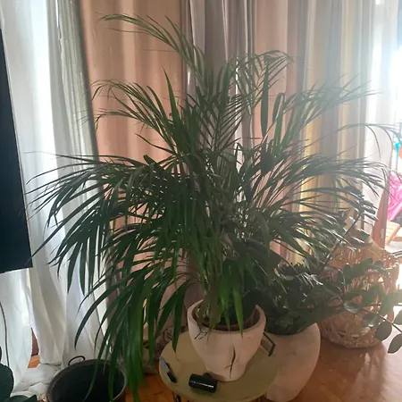 Danka Apartamento *